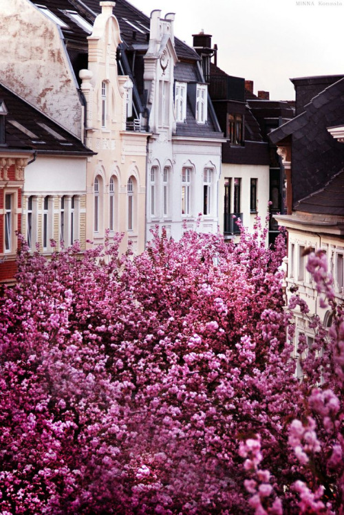 Cherry Blossoms London